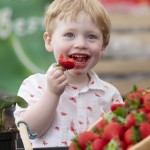 No Repro Fee
01/06/2018
Keelings and Yvonne Connolly Fundraise for the ISPCC at Bloom
#KeelingsAtBloom @KeelingsFruits
Caption: Little grower 2 year old Leo Appleby from Sandyford tastes some strawberrries at the Keelings ‘Love to Grow Tunnel’ at Bloom yesterday.
Press Release, June 1st: Keelings, the 100% Irish family owned company that produces fresh Irish berries and fruit, returns to Bloom this June Bank Holiday Weekend. This year, Keelings will be joined by ISPCC Childline ambassador, Yvonne Connolly, to raise funds for ISPCC Childline. Volunteers will be at the Keelings tent throughout the weekend to collect donations.
Photo: Peter Houlihan
For Further information, contact;
Sheena.sweeney@priorcommunications.ie
rachel.mcfadden@priorcommunications.ie 01 662 7111